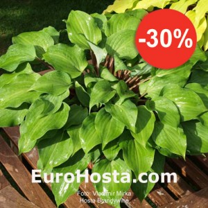 Hosta Brandywine