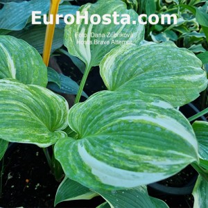 Hosta Brave Attempt