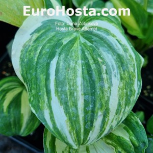 Hosta Brave Attempt