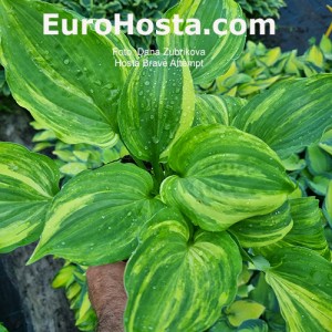 Hosta Brave Attempt