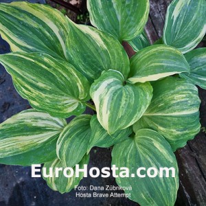 Hosta Brave Attempt