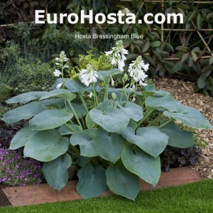 Hosta Bressingham Blue - Eurohosta