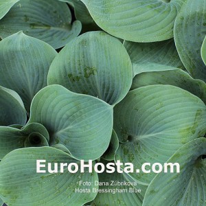 Hosta Bressingham Blue - Eurohosta