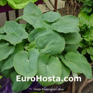 Hosta Bressingham Blue - Eurohosta