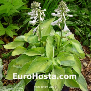 Hosta Bright Lights - Eurohosta