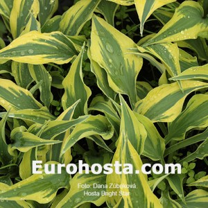 Hosta Bright Star