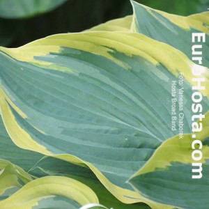 Hosta Broad Band