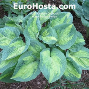 Hosta Brother Stephan