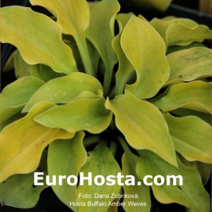 Hosta Buffalo Amber Waves