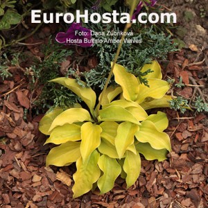 Hosta Buffalo Amber Waves