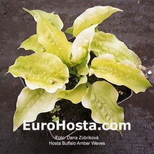 Hosta Buffalo Amber Waves