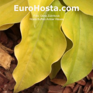 Hosta Buffalo Amber Waves