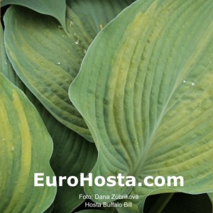 Hosta Buffalo Bill