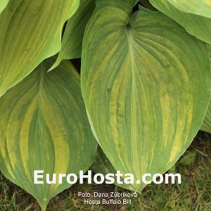 Hosta Buffalo Bill