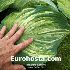 Hosta Buffalo Bill