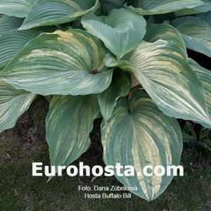 Hosta Buffalo Bill