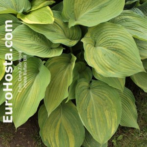 Hosta Buffalo Bill