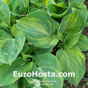 Hosta Buffalo Bill