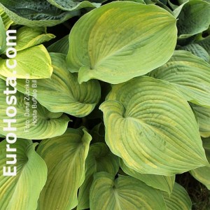 Hosta Buffalo Bill