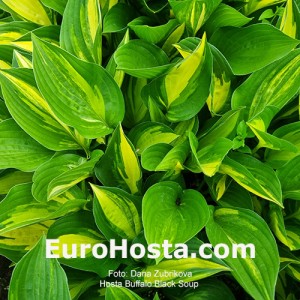 Hosta Buffalo Black Soup