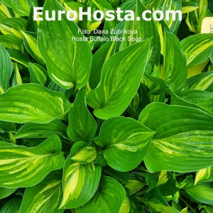 Hosta Buffalo Black Soup