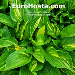 Hosta Buffalo Black Soup