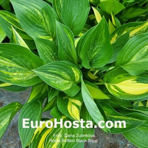 Hosta Buffalo Black Soup