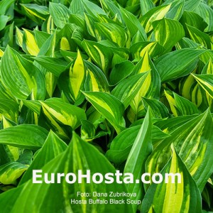 Hosta Buffalo Black Soup