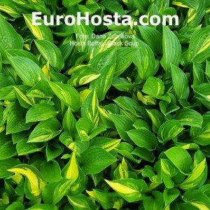 Hosta Buffalo Black Soup