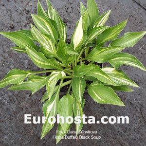 Hosta Buffalo Black Soup