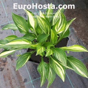 Hosta Buffalo Black Soup