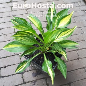 Hosta Buffalo Black Soup