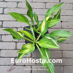 Hosta Buffalo Black Soup