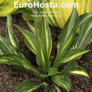 Hosta Buffalo Black Soup