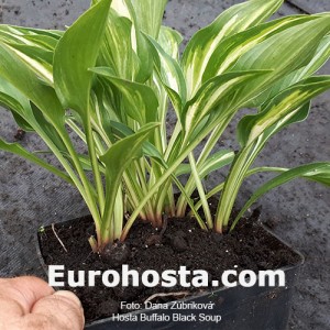 Hosta Buffalo Black Soup