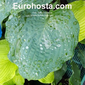 Hosta Buffalo Blue Lake