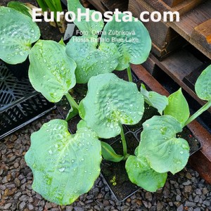 Hosta Buffalo Blue Lake