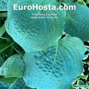 Hosta Buffalo Blue Lake