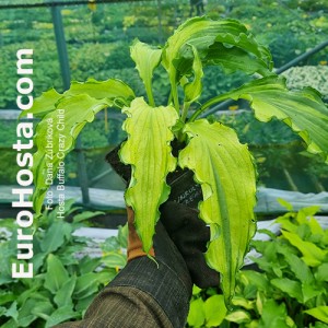 Hosta Buffalo Cryzy child