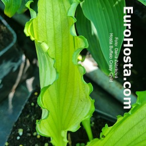 Hosta Buffalo Cryzy child