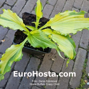 Hosta Buffalo Cryzy child