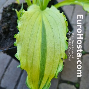 Hosta Buffalo Cryzy child