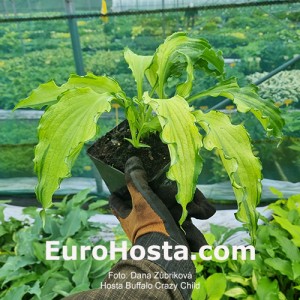 Hosta Buffalo Cryzy child