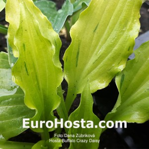 Hosta Buffalo Crazy Daisy