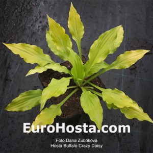 Hosta Buffalo Crazy Daisy