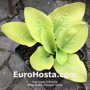 Hosta Buffalo Designer Genes