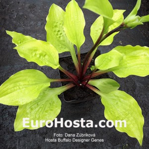 Hosta Buffalo Designer Genes