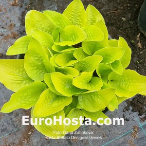 Hosta Buffalo Designer Genes