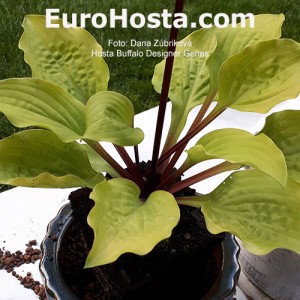 Hosta Buffalo Designer Genes