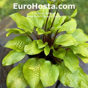 Hosta Buffalo Designer Genes